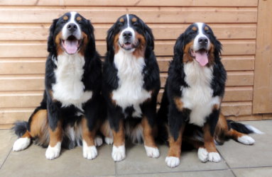 (L-R) Merlin, Katie & Millie