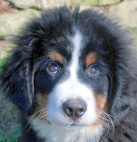 Yogi At Three Months