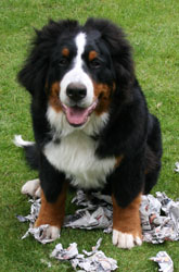 Yogi at 6 Months