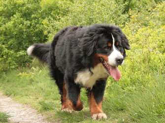 Yogi at 18 Months