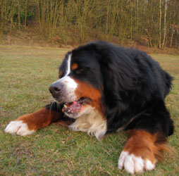 Yogi at Two & a Quarter Years Old