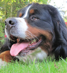 Yogi at 2&frac12; Years
