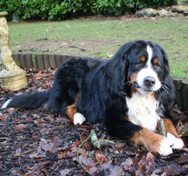 Yogi at Two Years Old