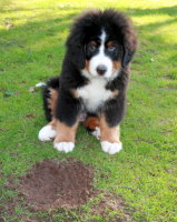 Yogi At Three Months