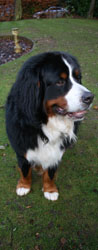 Yogi at Two Years Old