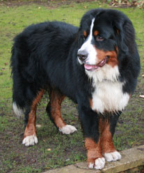 Yogi at One Year Old