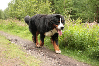 Yogi at 18 Months