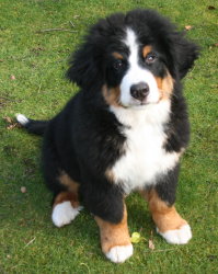 Yogi At Four Months