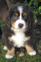 Yogi At Two Months