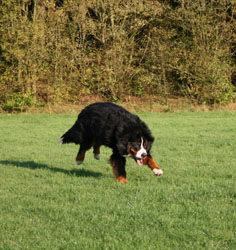 Yogi at 11 Months