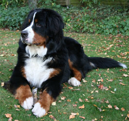 Yogi At 10 Months
