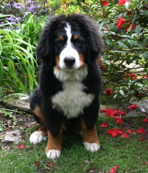 Yogi At Five Months