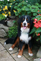 Yogi at 9 Months