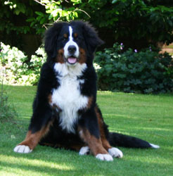 Yogi at 7 Months