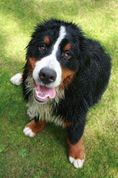 Yogi at 8 Months