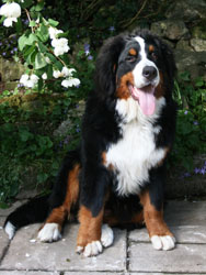 Yogi at 7 Months