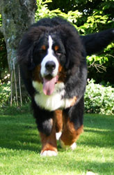 Yogi at 7 Months