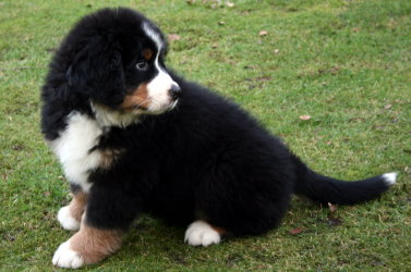Yogi At Two Months