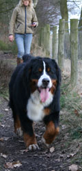 Yogi at 15 Months