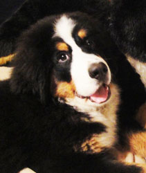 Simba at Four Months