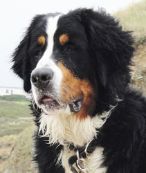 Simba at 8 Months