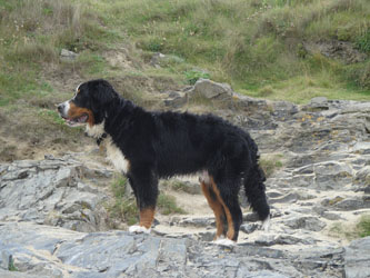 Simba at 8 Months