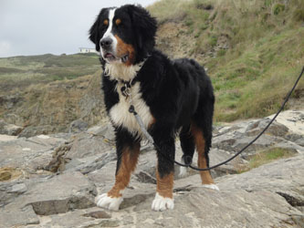 Simba at 8 Months