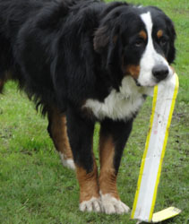 Simba at 11 Months
