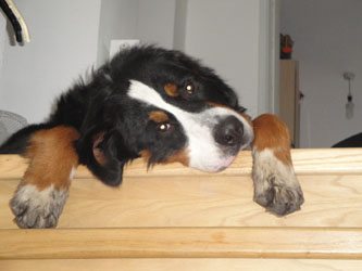 Simba at 11 Months