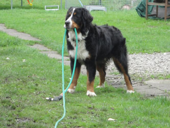 Simba at 11 Months