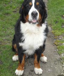 Simba at 15 Months