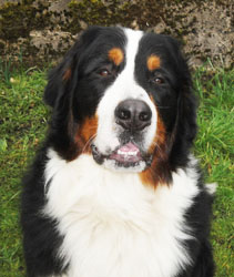 Simba at 15 Months