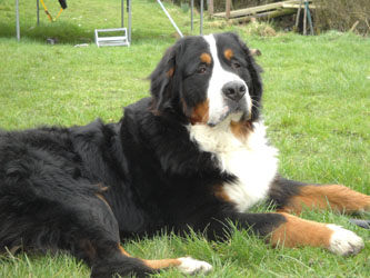 Simba at 15 Months