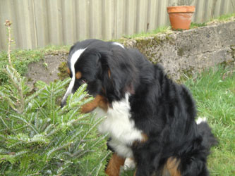 Simba at 15 Months
