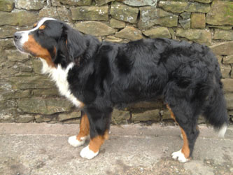 Simba at 15 Months