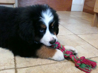 Simba at Two Months Old