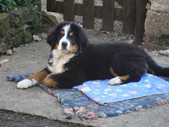 Simba at Four Months