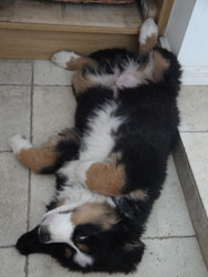 Simba at Three Months
