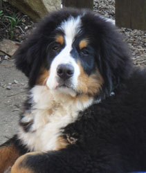 Simba at Four Months