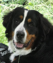 Simba at 9 Months