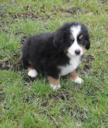 Simba at Two Months Old