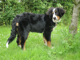 Simba at 7 Months