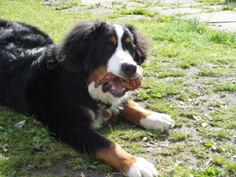 Simba at 7 Months