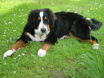 Simba at 7 Months