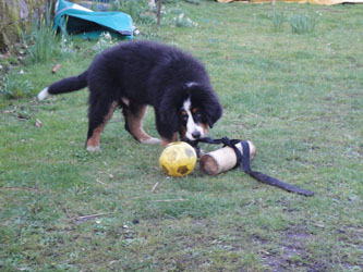 Simba at Four Months
