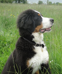 Simba at 6 Months