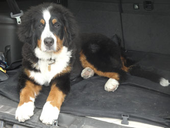 Simba at 6 Months