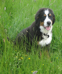 Simba at 6 Months