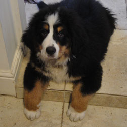 Simba at Three Months