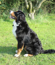 Simba At 10 Months